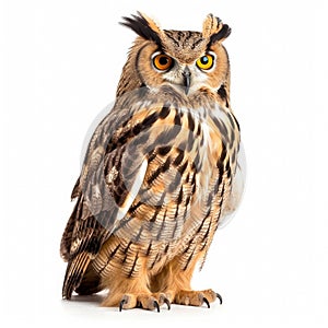 Large owl is sitting on a white background