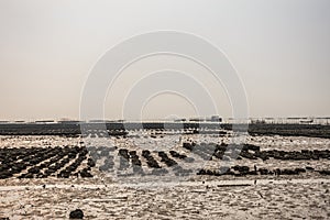 Large oyster beds during low tide and sloop in Ban Bai Bua, Thailand