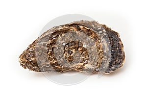 Large oyster