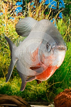 Large Paku fish