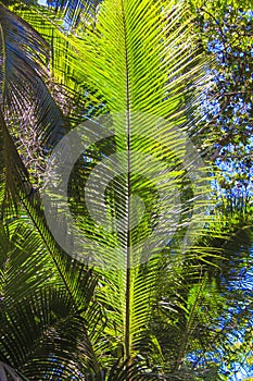 Large palm leaf on background blue sky