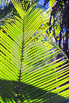 Large palm leaf on background blue sky