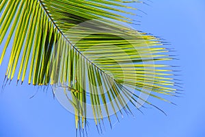 Large palm leaf on background blue sky