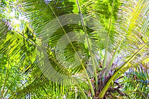 Large palm leaves on background blue sky