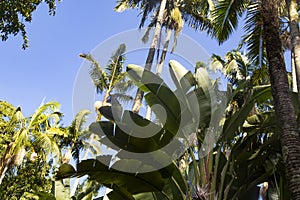 large palm leaves in the park , Sao Paulo, Brazil