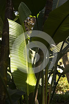 large palm leaves in the park , Sao Paulo, Brazil