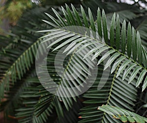 Large palm leaves Raffia palms and Metroxylon in a greenhouse in the Botanical Garden of Moscow University `Pharmacy Garden` or `A