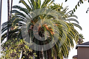 large palm tree happily growing in california