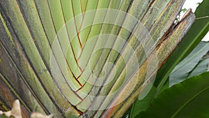 Large palm tree leaf. Textured large palm tree green tropical plant with crossing leaves