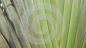 Large palm tree leaf. Textured large palm tree green tropical plant with crossing leaves