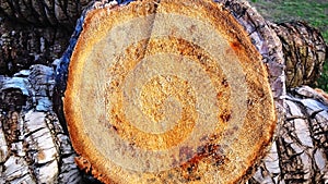 Large palm tree log in the foreground