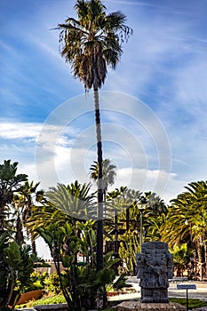 Large palm tree in a resort in Puerto Nuevo a few kilometers from Rosarito in the Baja California of Mexico.