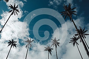 Large palm trees between located mountains and forest in Colombie photo