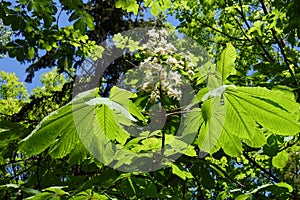 Large palmate leaves and panicle of horse chestnut