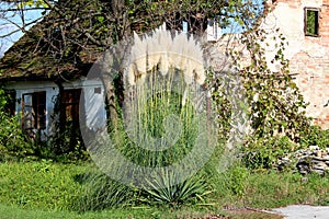 Large Pampas grass or Cortaderia selloana flowering plant growing like bush in front of abandoned ruin of small family house