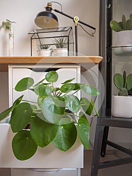 Large pancake plant in an industrial black and white study room with numerous other green houseplants