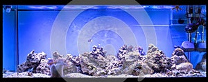 Large panoramic aquarium with tropical reef fish Azure Damselfish Chrysiptera hemicyanea and blue tang