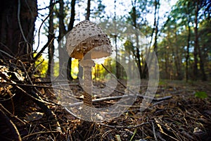 Large parasol mushroom at forest