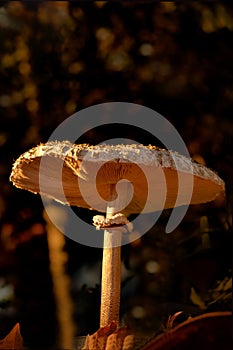 The large parasol mushroom, Macrolepiota procera, is a fungus with a long stem and large hat and resembles a parasol