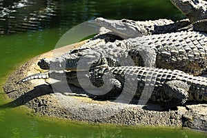 A large park with the crocodiles, Torremolinos, Malaga, Spain