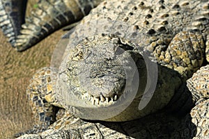 A large park with the crocodiles, Torremolinos, Malaga, Spain