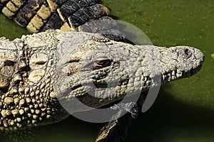 A large park with the crocodiles, Torremolinos, Malaga, Spain