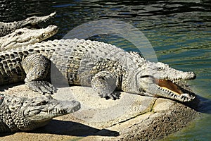 A large park with the crocodiles, Torremolinos, Malaga, Spain