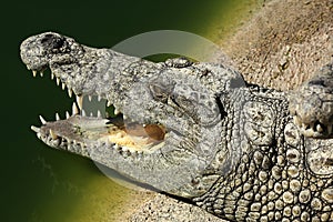 A large park with the crocodiles, Torremolinos, Malaga, Spain