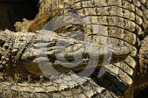 A large park with the crocodiles, Torremolinos, Malaga, Spain