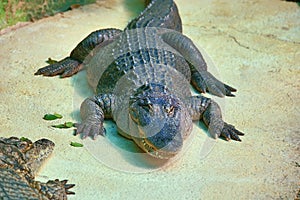 A large park with the crocodiles, Torremolinos, Malaga, Spain