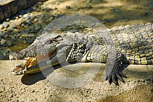 A large park with the crocodiles, Torremolinos, Malaga, Spain