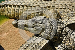 A large park with the crocodiles, Torremolinos, Malaga, Spain