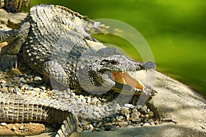 A large park with the crocodiles, Torremolinos, Malaga, Spain