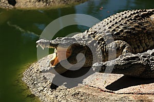 A large park with the crocodiles, Torremolinos, Malaga, Spain