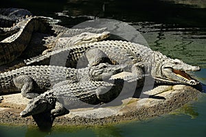 A large park with the crocodiles, Torremolinos, Malaga, Spain photo
