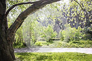 Large park tree close up on sunlit spring blurred green blooming lilac trees background. Copy space.