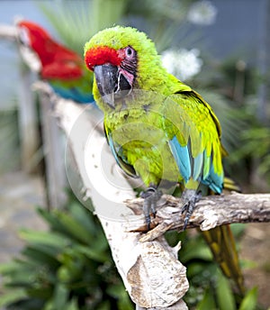 A large parrot is a green macaw.