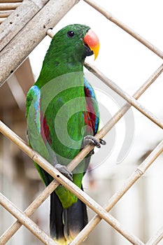 A large parrot is a green macaw.