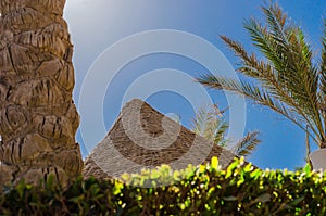 A large passenger plane carries tourists on an unforgettable vacation, where there are palm trees