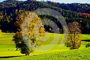Large pasture with autumn trees and grazing cattle and autumn forest in the background