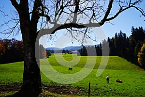 Large pasture with cattle and bare tree as a silhouette in the foreground  2