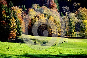 Large pasture with soft hills and grazing cattle on the autumnal edge of the forest