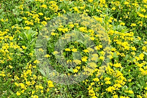 large patch of Bird’s Foot Trefoil Lotus corniculatus