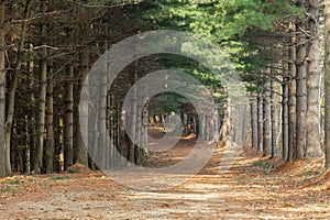 Large path into the wood, saturated colors