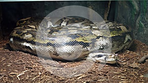 Burmese python in enclosure.