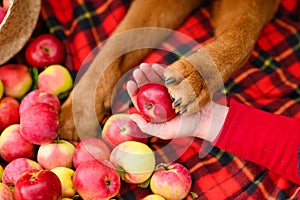 Large paw of a dog on a ripe red apple. Harvesting apples.