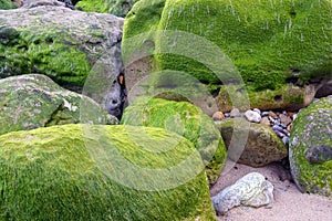moss covered rocks
