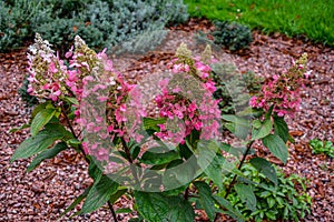 A large peegee hydrangea Hydrangea paniculata Grandiflora