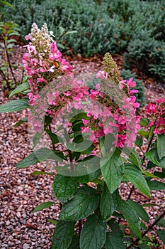 A large peegee hydrangea Hydrangea paniculata Grandiflora