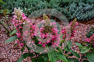 A large peegee hydrangea Hydrangea paniculata Grandiflora